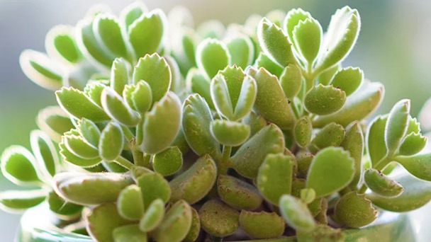 Bear Paw Succulent Care - The Ultimate Guide (2023)