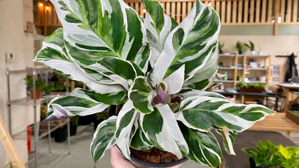 How to Grow & Care for Calathea White Fusion