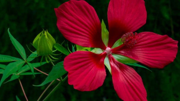Texas Star Hibiscus Plants - How to Grow & Care for Scarlet Rosemallow