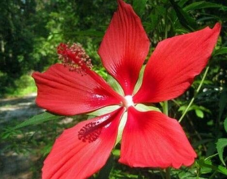 Texas Star Hibiscus Plants