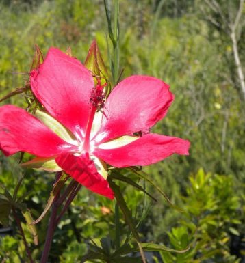Texas Star Hibiscus Plants