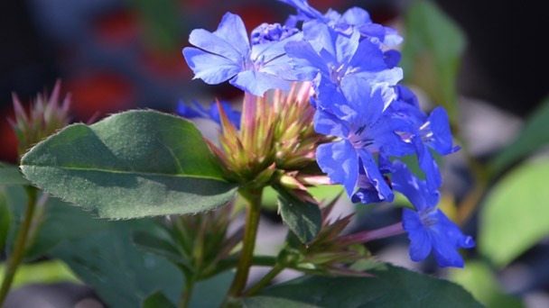 Plumbago Imperial Blue - Plant Care Guide 2023