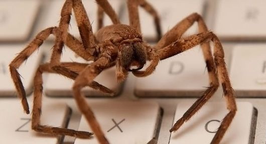 Signs of Brown Recluse Infestation