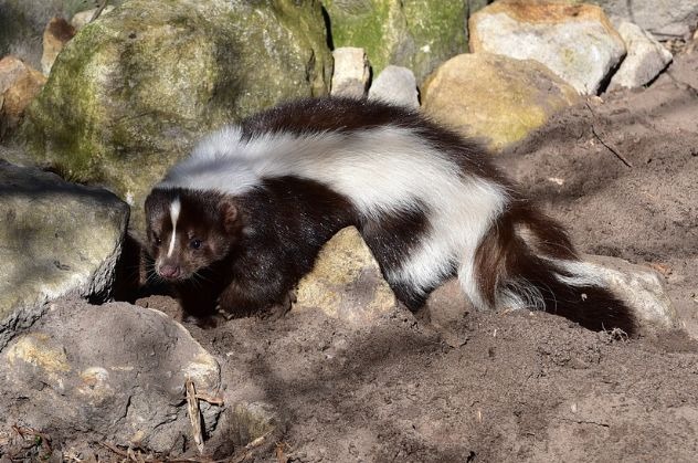 How to Get Rid of Skunks