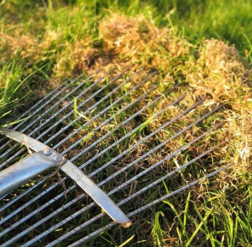 Pros and Cons of Dethatching Your Lawn