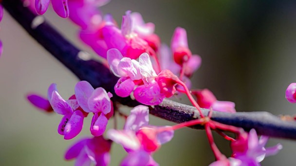 Pros and Cons of Redbud Trees - What You May Not Know