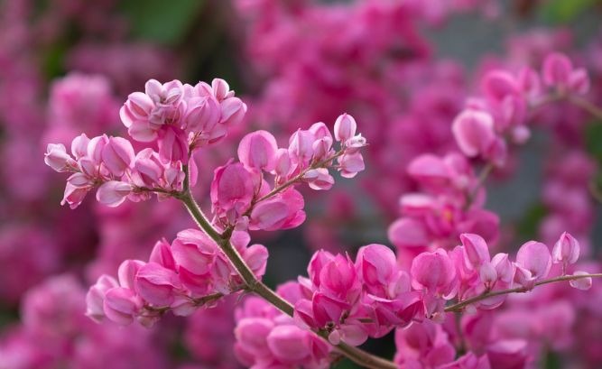 Pros and Cons of Redbud Trees