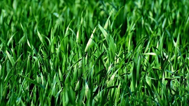 Centipede Grass vs. Bermuda - Differences & How to Choose
