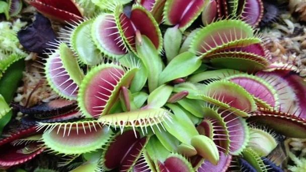 How to Grow Venus Flytraps from Seed - 2023 Guide