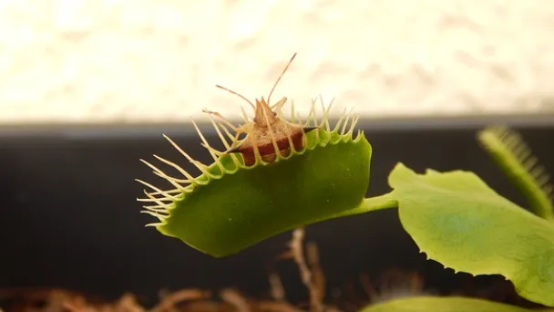 How Often Should You Water a Venus Flytrap - Water Frequency