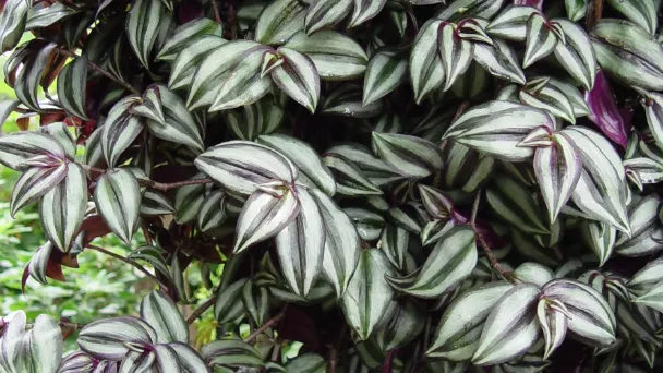 How to Propagate Wandering Jew with Simple Methods