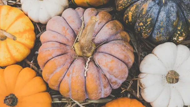 When To Pick Acorn Squash - What to Know About Acorn Squash Harvesting
