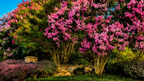 How To Grow And Care For Crepe Myrtle