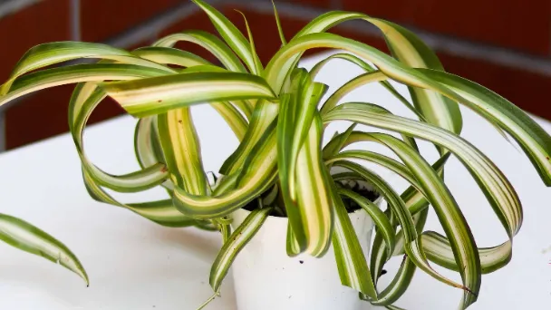 Curly Spider Plant Care & Propagation Guide 2023