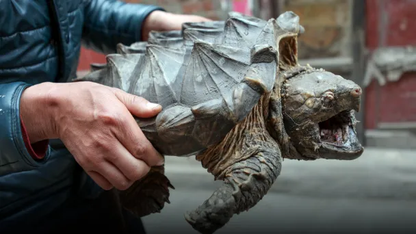 How to Pick up a Snapping Turtle with the Safest Way