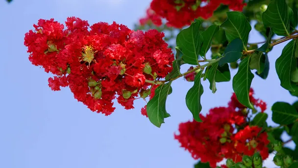 How To Propagate Crepe Myrtle Trees - 2023 Guide