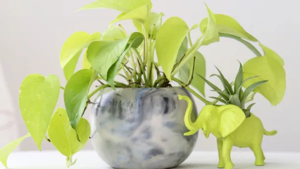 How to Choose The Best Pot For a Pothos Plant - Size & Material