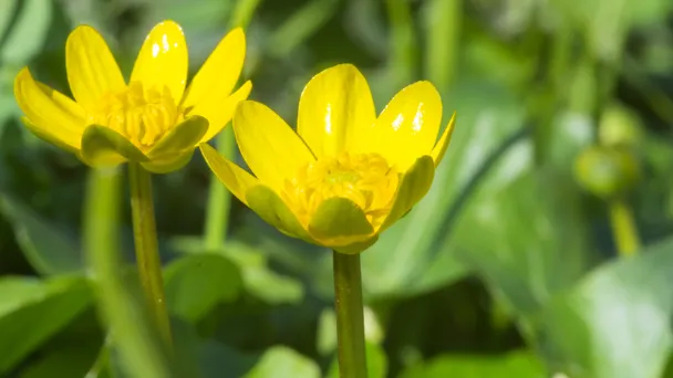 Buttercup Flower Meaning & Symbolism - What You May Not Know