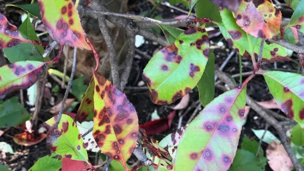 Diseases Red Tip Photinia - Causes & How to Save