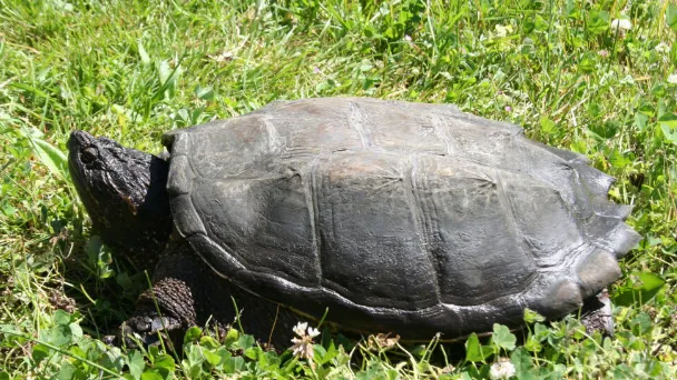 To pick up a snapping turtle,  Grab the creature by the shell's back as you approach from behind. The turtle should be gently lifted and moved as quickly as you can.