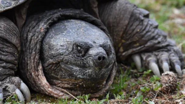 How to Pick up a Snapping Turtle
