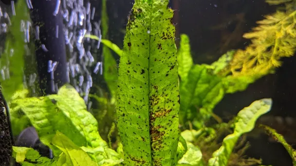 Java Fern With Brown Spots - Causes & How to Save