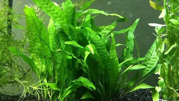 How to Propagate a Java Fern - Complete Propagation Guide 2023