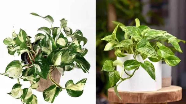 Manjula Pothos vs Marble Queen - Differences & How to Define