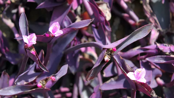 propagate-purple-heart-plants