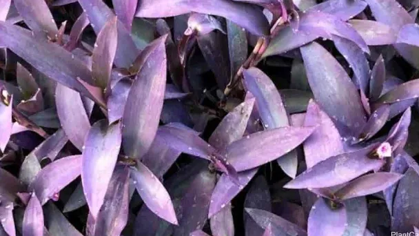 propagate-purple-heart-plants