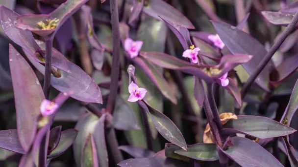 How to Propagate Purple Heart Plants with Simple Steps