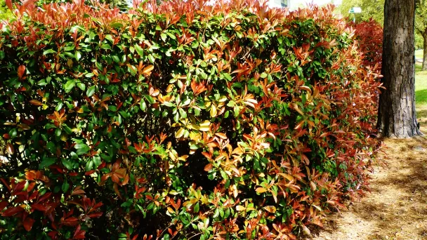 How To Prune A Red Tip Photinia - Plant Pruning Tips