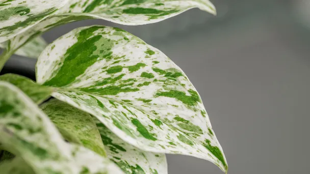 Snow Queen Pothos Care & Propagation - Your Ultimate Guide