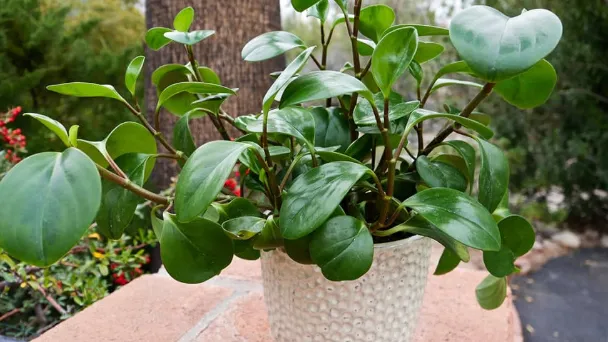 how-to-propagate-peperomia-obtusifolia