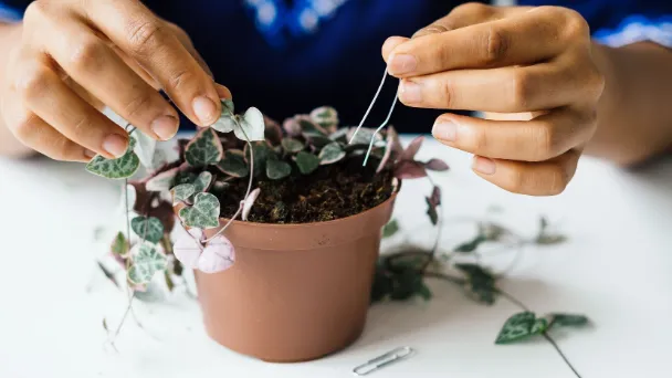 how-to-repot-a-string-of-hearts-using-a-soil-mix