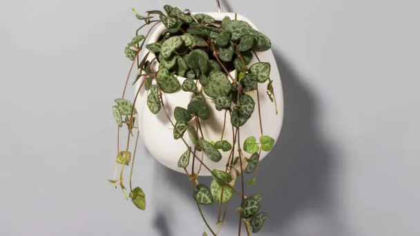 How to Repot a String Of Hearts Using a Soil Mix