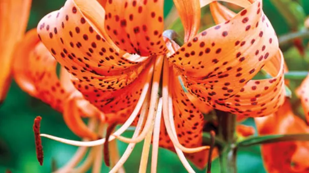 what-is-the-meaning-of-a-tiger-lily-flower