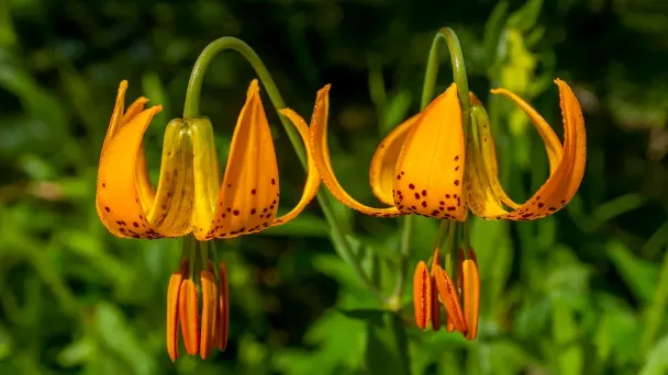 what-is-the-meaning-of-a-tiger-lily-flower