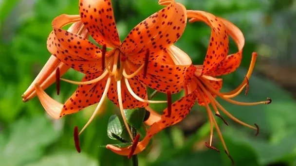 What Is the Meaning of a Tiger Lily Flower?
