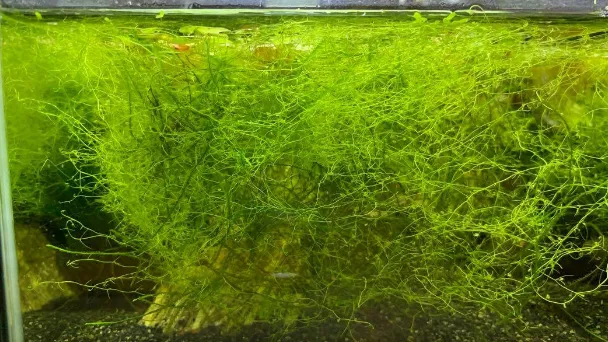 Can Java Moss Grow Out Of Water - How to Make It Possible