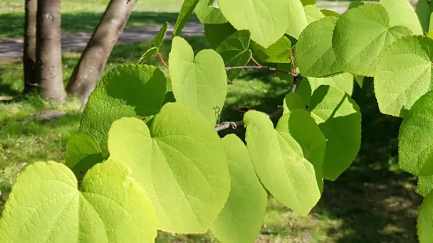 Common Problems of Katsura Tree - How to Protect