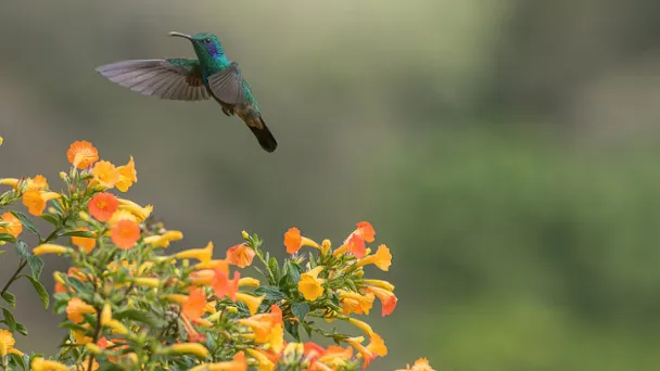 does-firebush-attract-hummingbirds