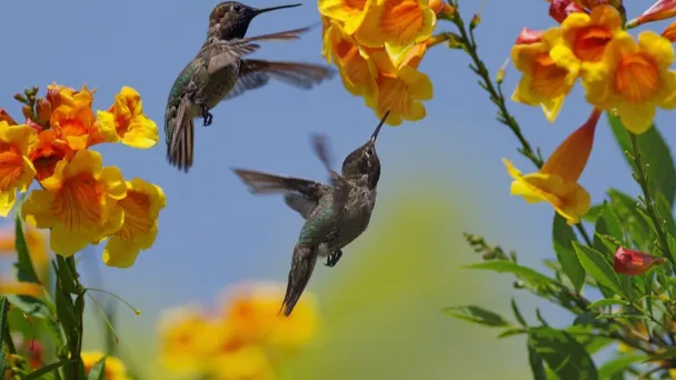 does-firebush-attract-hummingbirds