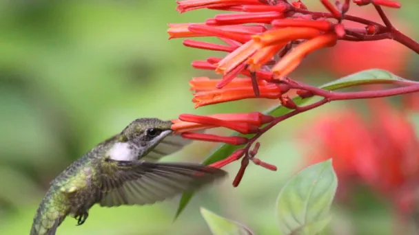 Does Firebush Attract Hummingbirds Or Butterflies