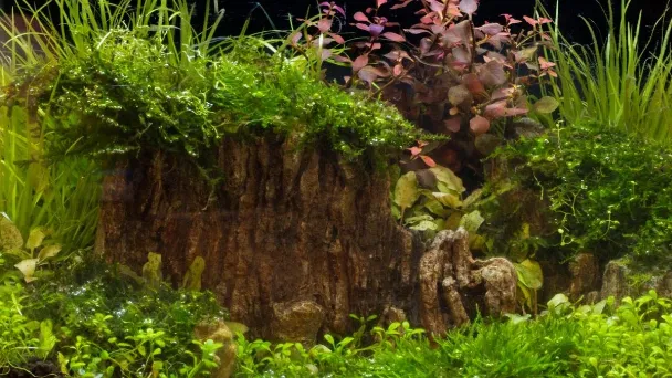 how-fast-does-moss-grow