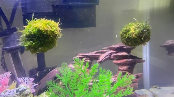 how-fast-does-moss-grow