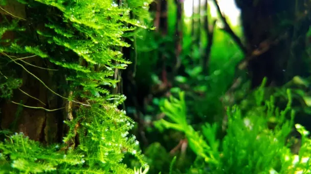 How Fast Does Java Moss Grow - How to Make It Grow Fast	