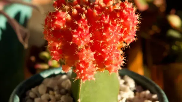 how-long-do-moon-cactus-live 