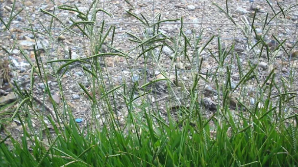 How To Get Rid Of Bahia Grass with Easy Methods