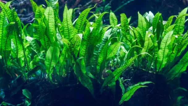 how-to-plant-a-java-fern-in-aquarium